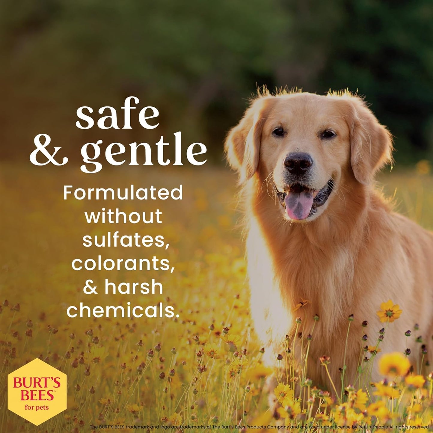 Deodorizing Dog Shampoo with Apple and Rosemary, 95% Natural Origin, Ph Balanced, Free of Sulfates, for Smelly Dogs, Gentle Dog Shampoo, 16 Fl Oz - 2 Pack